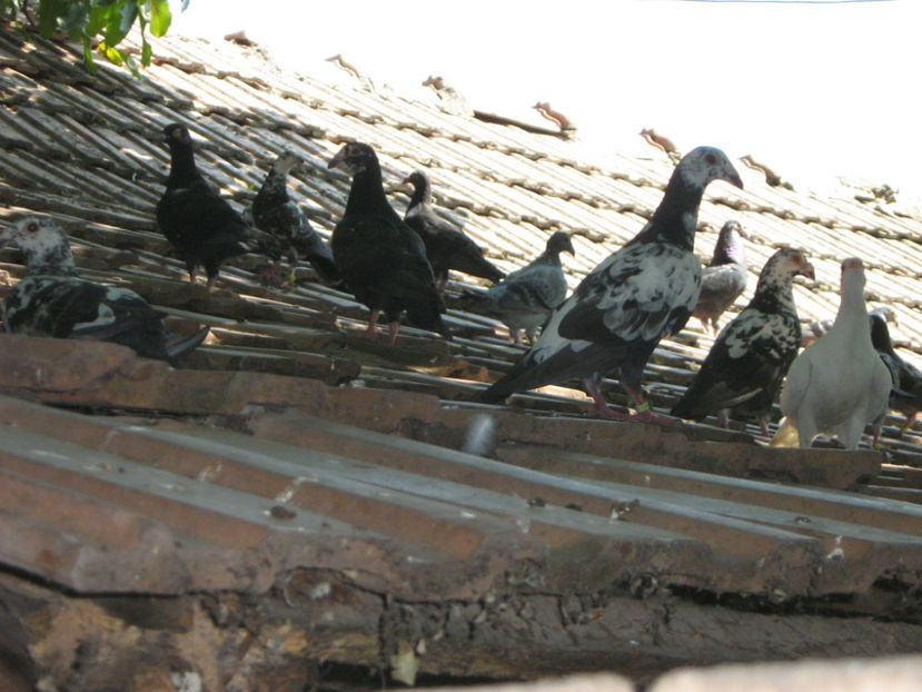 CA BINE TE-AI GINDIT CU NUCUL ASTA - PORUMBEI-selectii