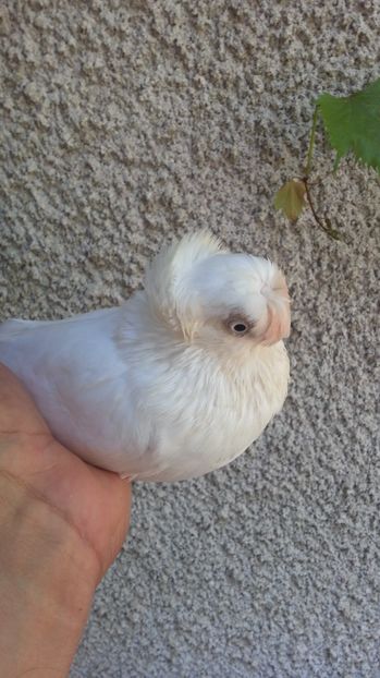  - JUCATORI BIMOTATI DE ARDEAL