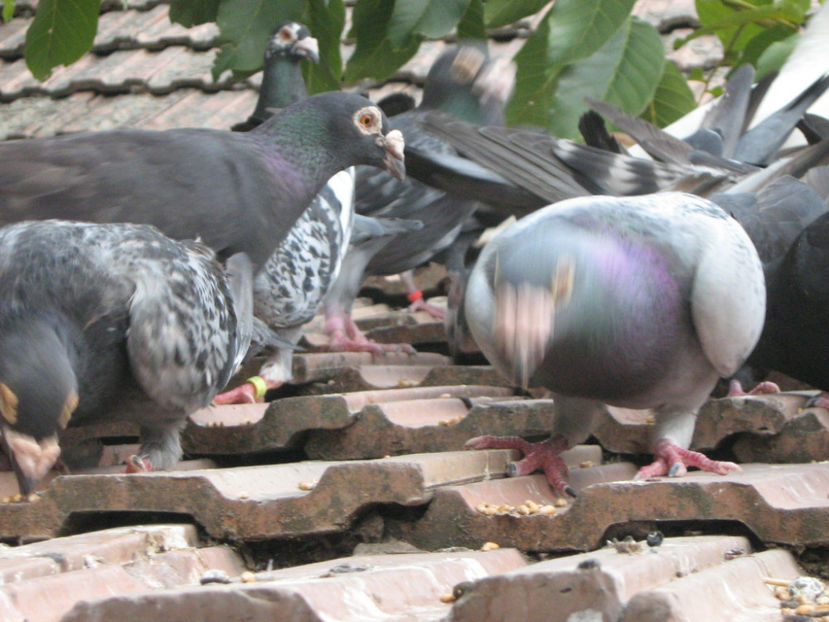 MICUL DEJUN E SFINT - PORUMBEI-selectii