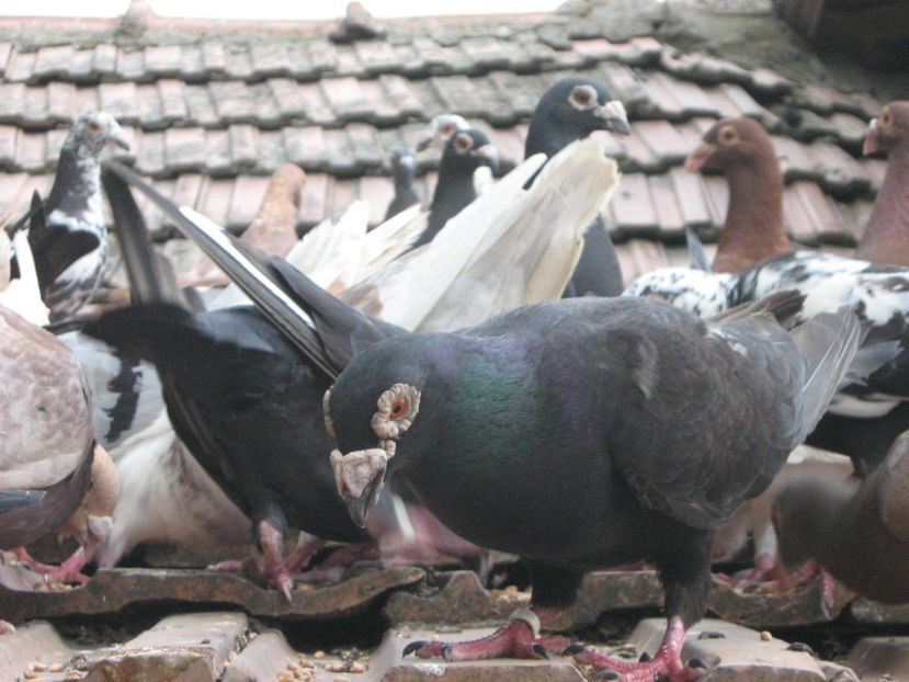 DOAR GRIU...!!! - PORUMBEI-selectii