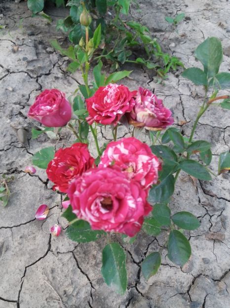  - Belle d Espenouse 1