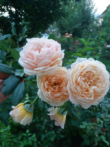  - Crovn Princess Margaret