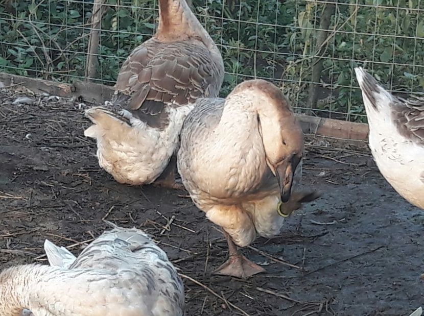  - 3 Boboci de gasca Africana 2017