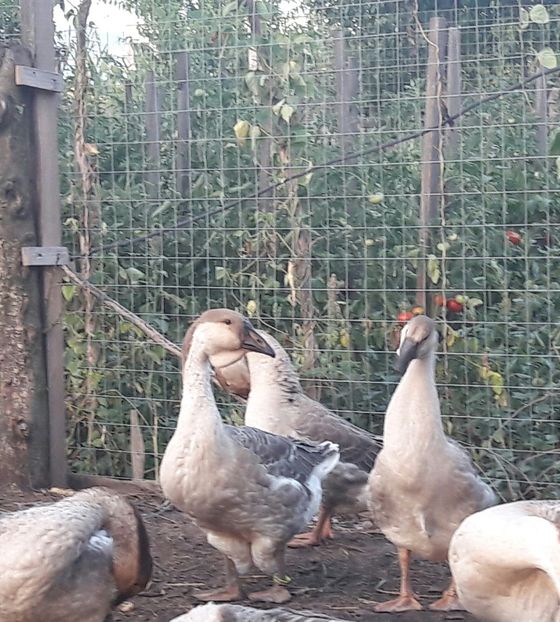  - 3 Boboci de gasca Africana 2017