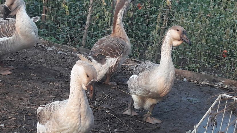  - 3 Boboci de gasca Africana 2017