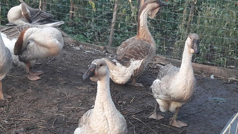  - 3 Boboci de gasca Africana 2017