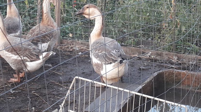  - 3 Boboci de gasca Africana 2017