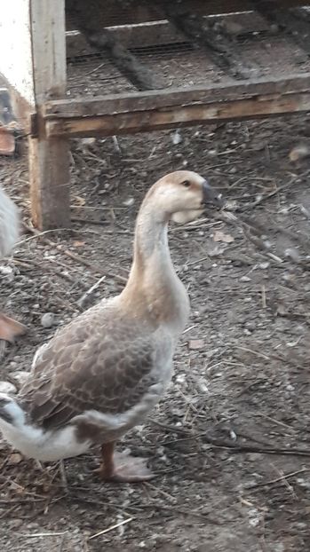  - 3 Boboci de gasca Africana 2017