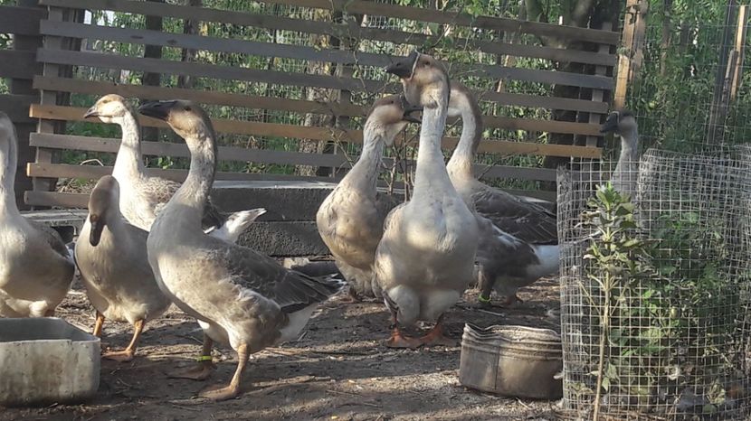  - 3 Boboci de gasca Africana 2017