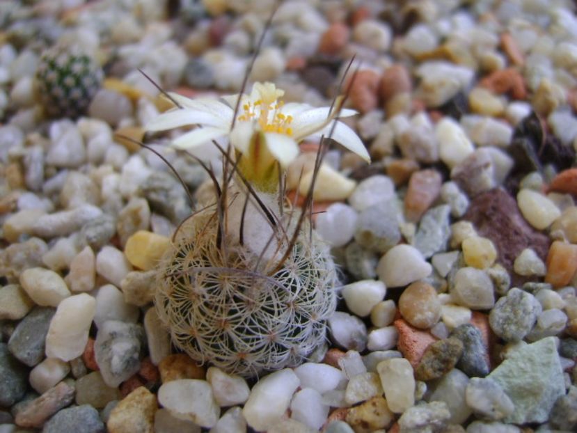 Turbinicarpus krainzianus - Cactusi 2017 continuare