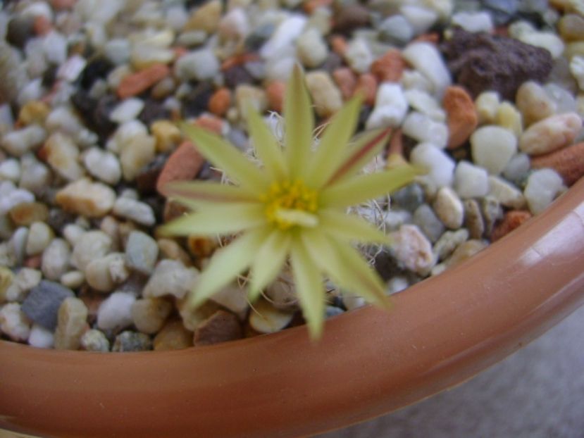 Turbinicarpus krainzianus v. minimus - Cactusi 2017 continuare