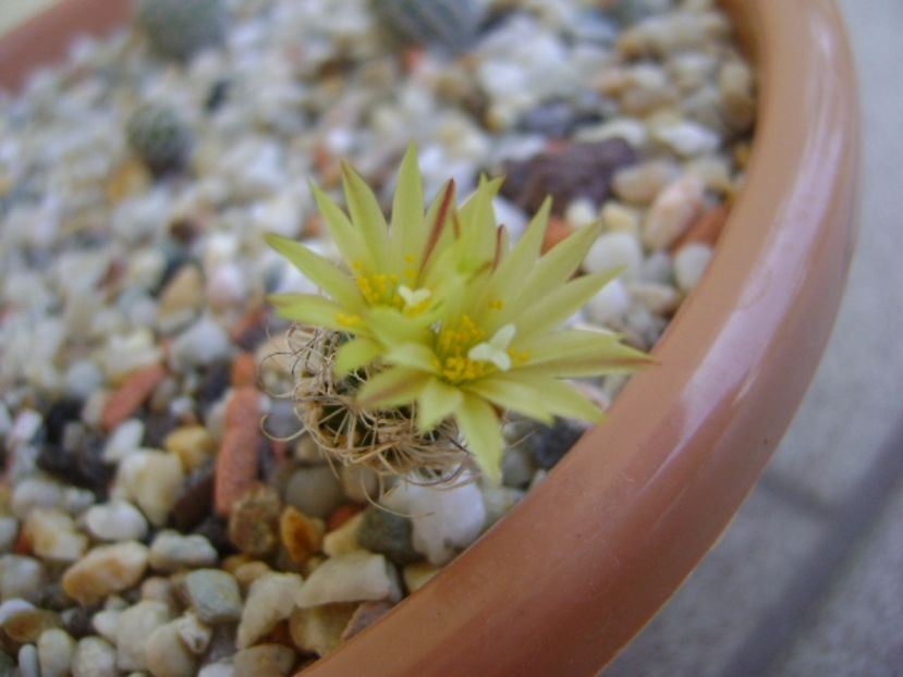 Turbinicarpus krainzianus v. minimus - Cactusi 2017 continuare