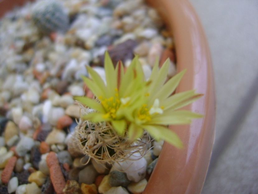 Turbinicarpus krainzianus v. minimus - Cactusi 2017 continuare