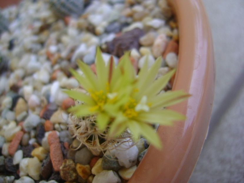Turbinicarpus krainzianus v. minimus - Cactusi 2017 continuare