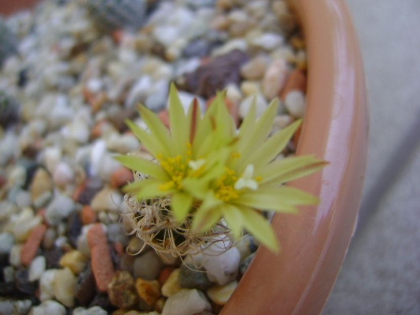 Turbinicarpus krainzianus v. minimus - Cactusi 2017 continuare