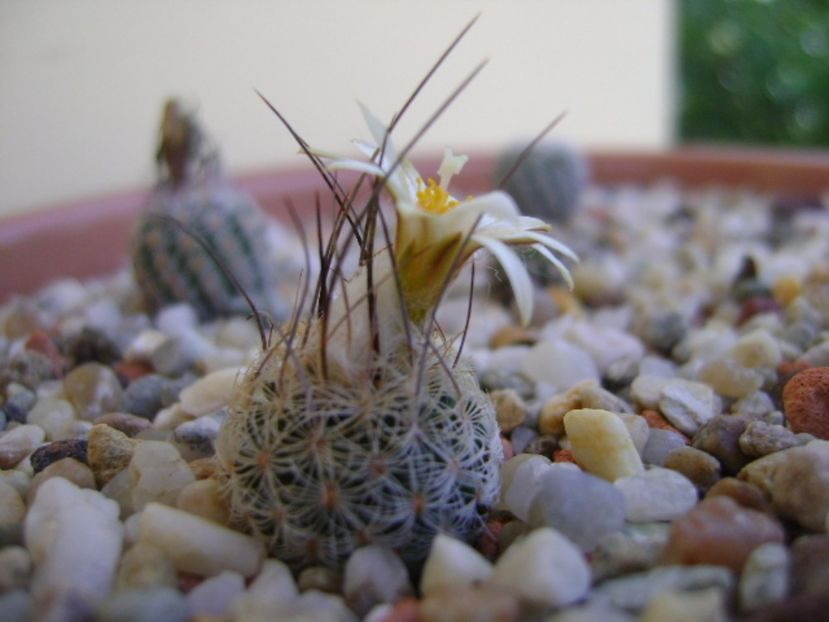 Turbinicarpus krainzianus v. lausseri - Cactusi 2017 continuare