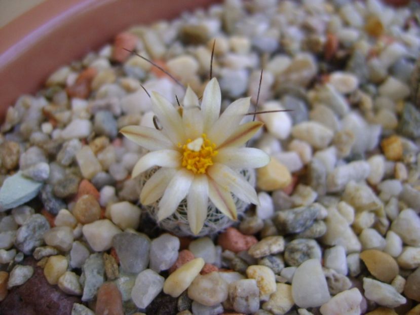 Turbinicarpus krainzianus v. lausseri - Cactusi 2017 continuare