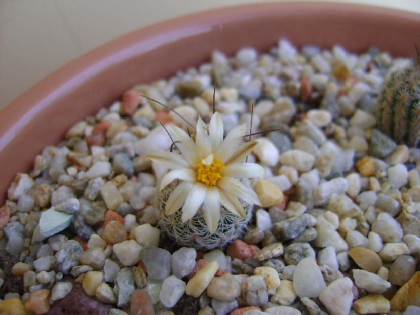 Turbinicarpus krainzianus v. lausseri - Cactusi 2017 continuare