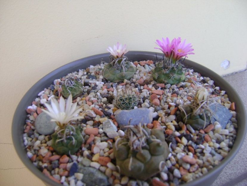 Grup de 7 Turbinicarpus - Cactusi 2017 continuare