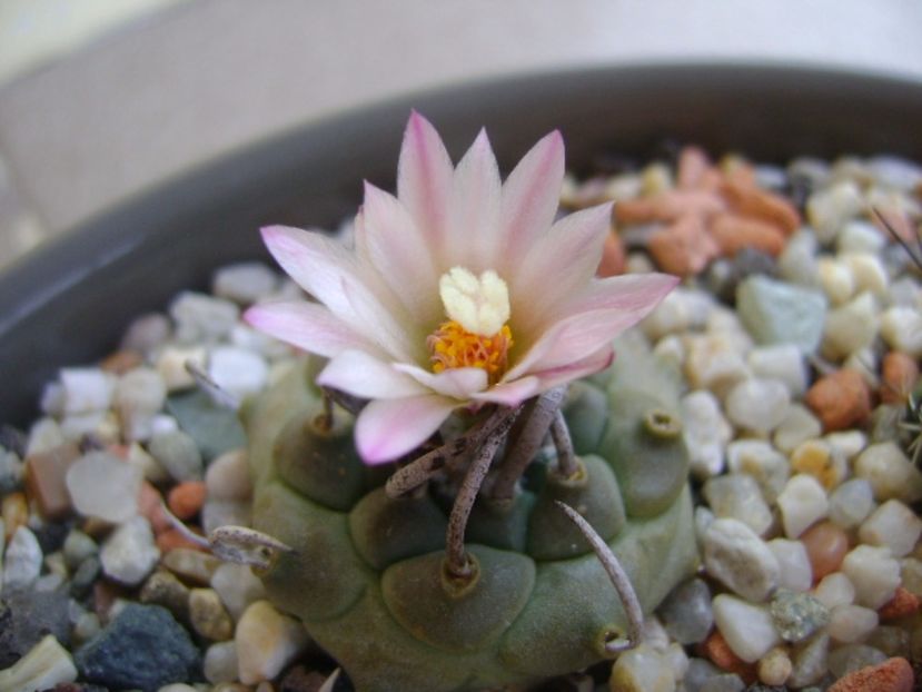 Turbinicarpus schwarzii v. rubriflorus - Cactusi 2017 continuare