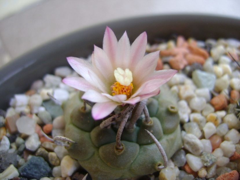 Turbinicarpus schwarzii v. rubriflorus - Cactusi 2017 continuare