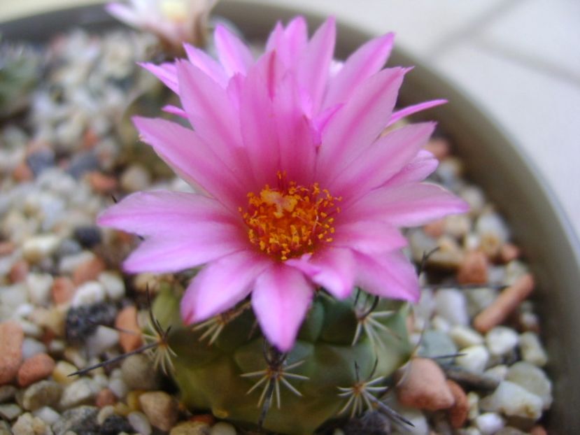 Turbinicarpus viereckii - Cactusi 2017 continuare