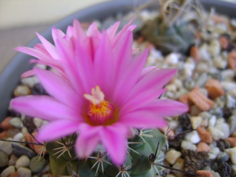 Turbinicarpus viereckii - Cactusi 2017 continuare