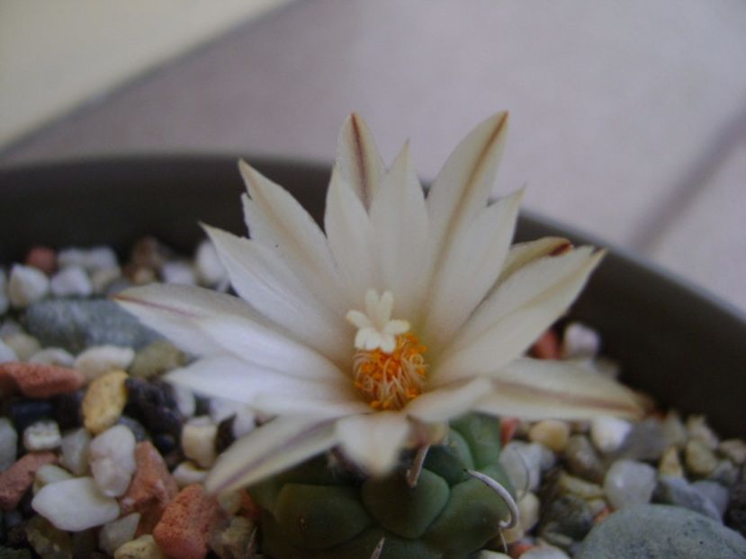 Turbinicarpus klinkerianus - Cactusi 2017 continuare