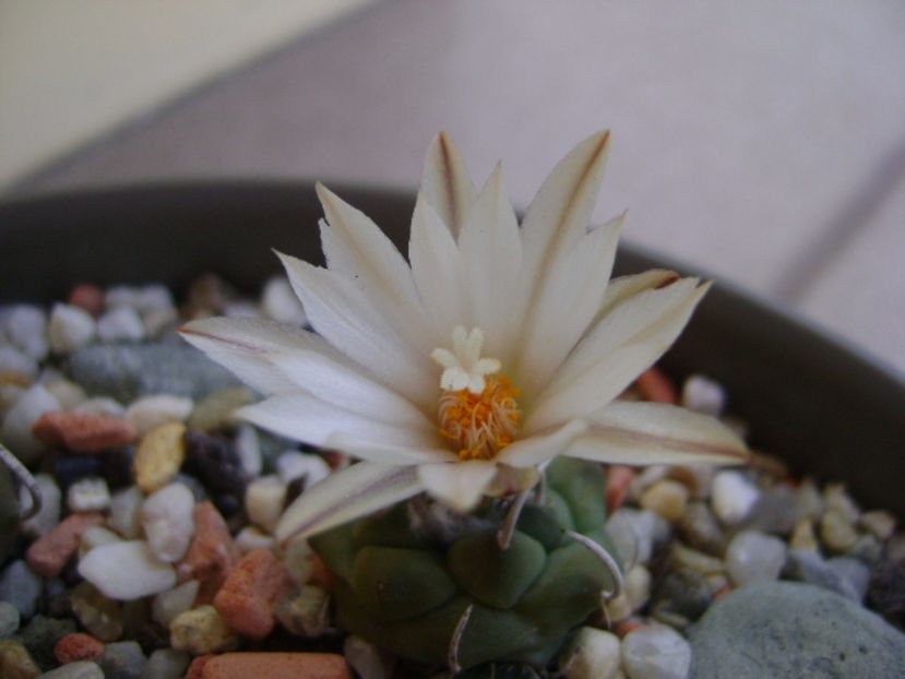 Turbinicarpus klinkerianus - Cactusi 2017 continuare