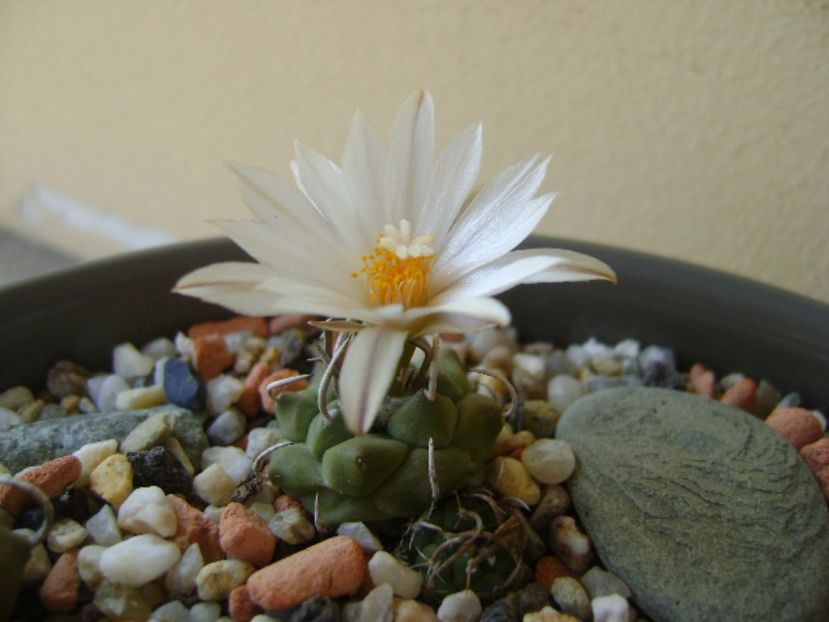 Turbinicarpus klinkerianus - Cactusi 2017 continuare