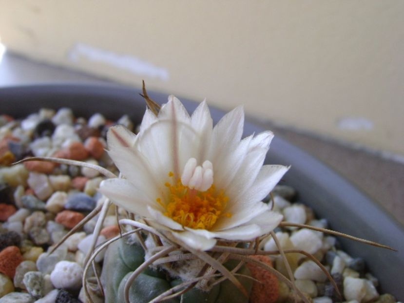 Turbinicarpus macrochele v. kupcakii - Cactusi 2017 continuare