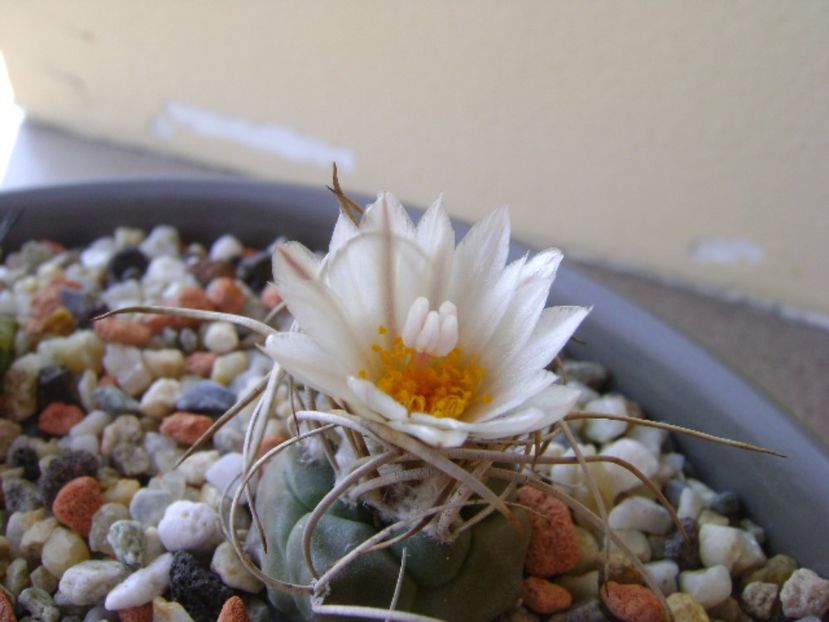 Turbinicarpus macrochele v. kupcakii - Cactusi 2017 continuare