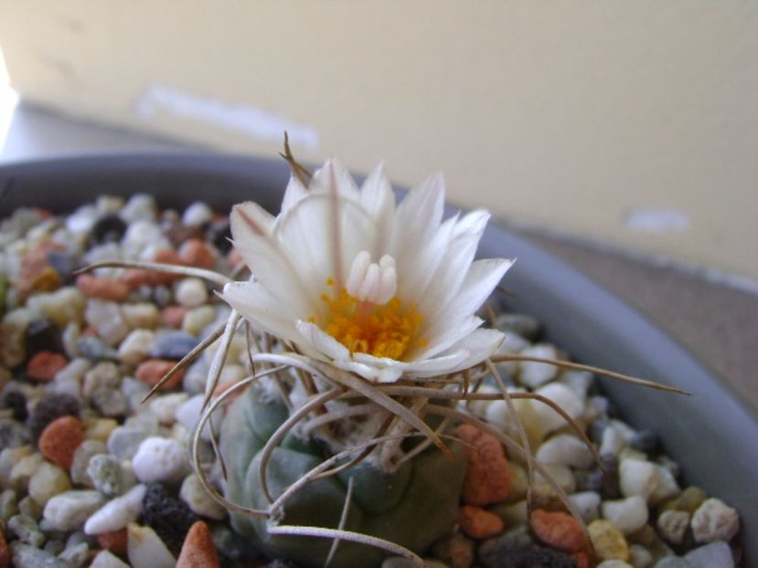 Turbinicarpus macrochele v. kupcakii - Cactusi 2017 continuare