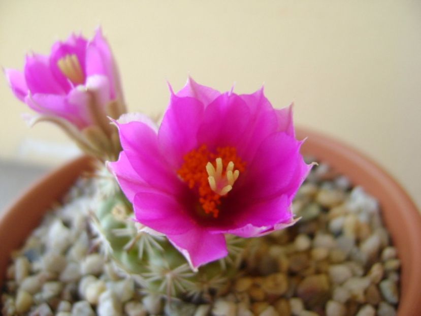 Mammillaria schumannii v. globosa - Cactusi 2017 continuare