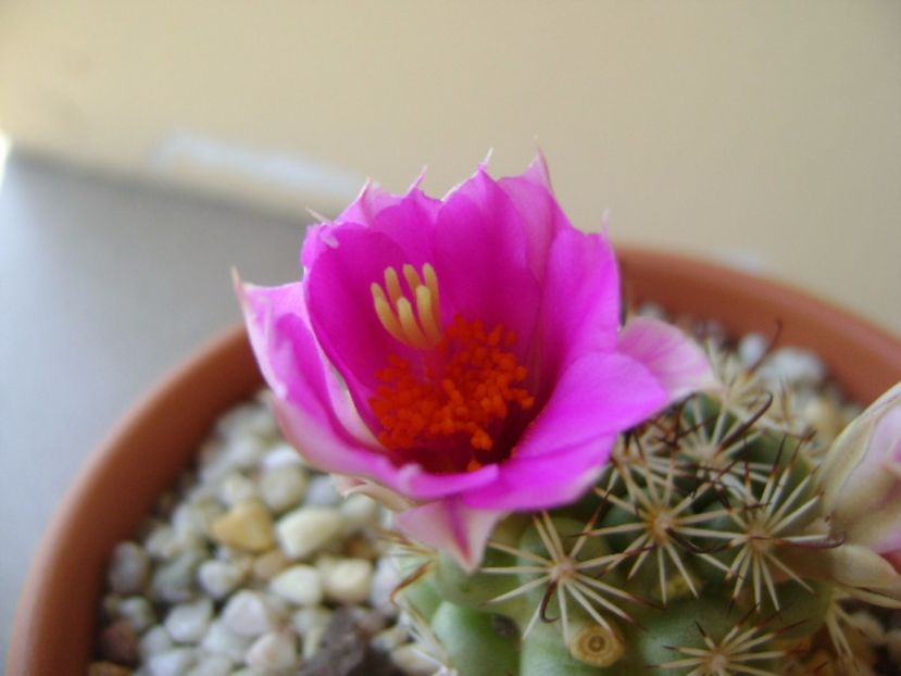 Mammillaria schumannii v. globosa - Cactusi 2017 continuare