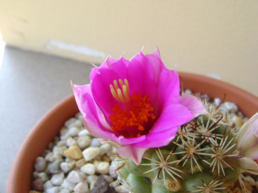 Mammillaria schumannii v. globosa - Cactusi 2017 continuare