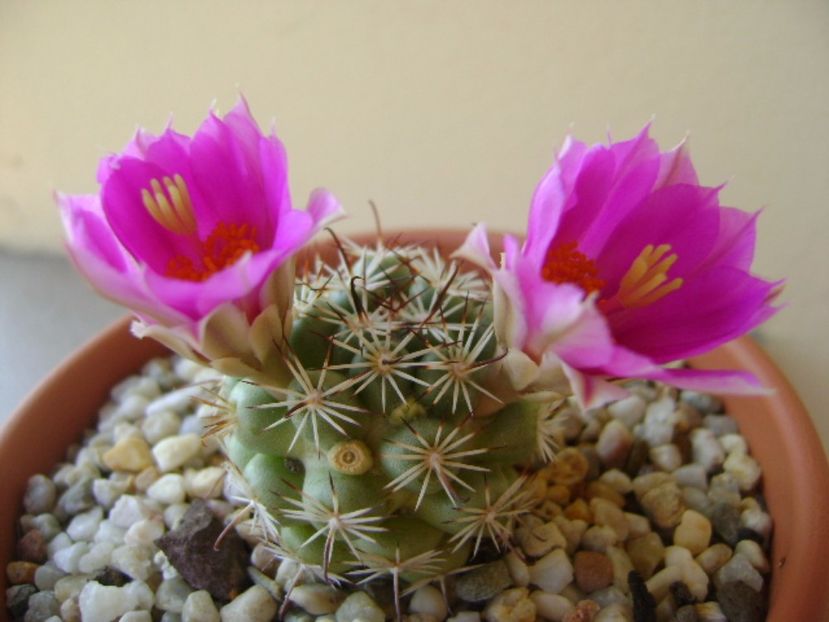 Mammillaria schumannii v. globosa - Cactusi 2017 continuare