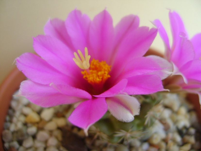 Mammillaria schumannii v. globosa - Cactusi 2017 continuare