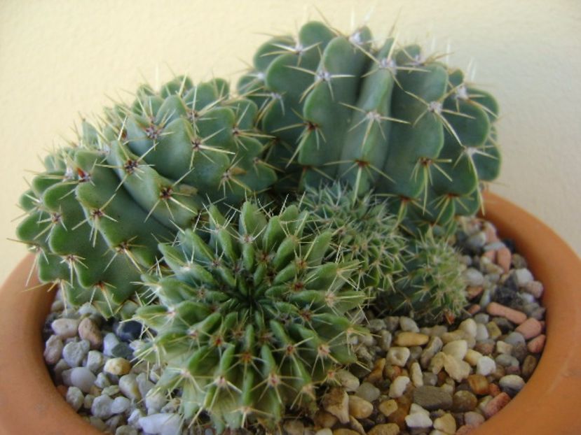 Notocactus (Parodia) buiningii - Cactusi 2017 continuare