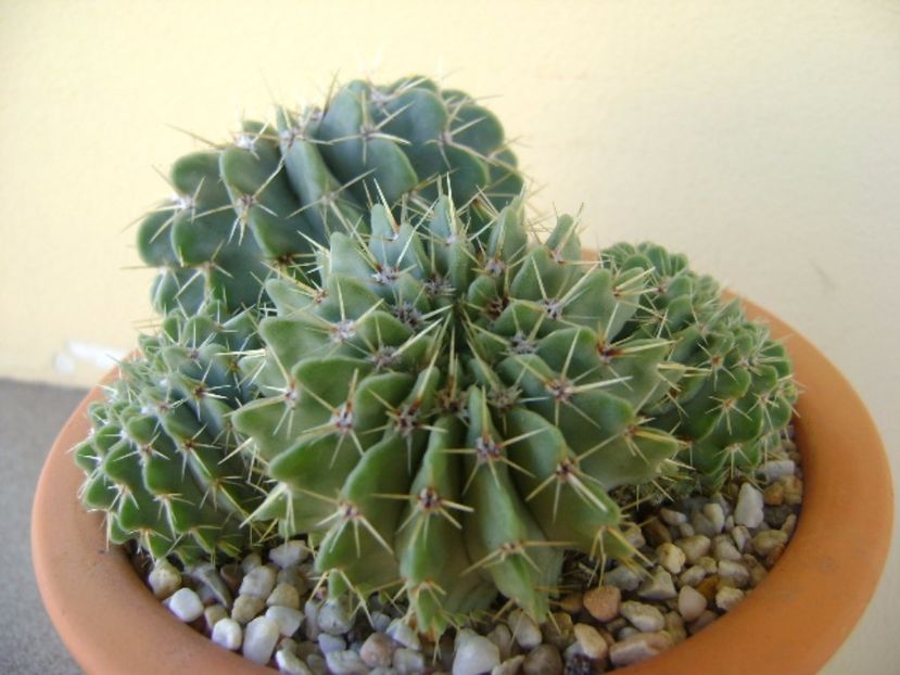 Notocactus (Parodia) buiningii - Cactusi 2017 continuare