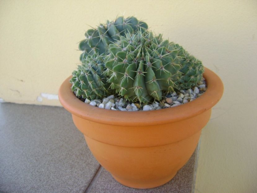 Notocactus (Parodia) buiningii - Cactusi 2017 continuare