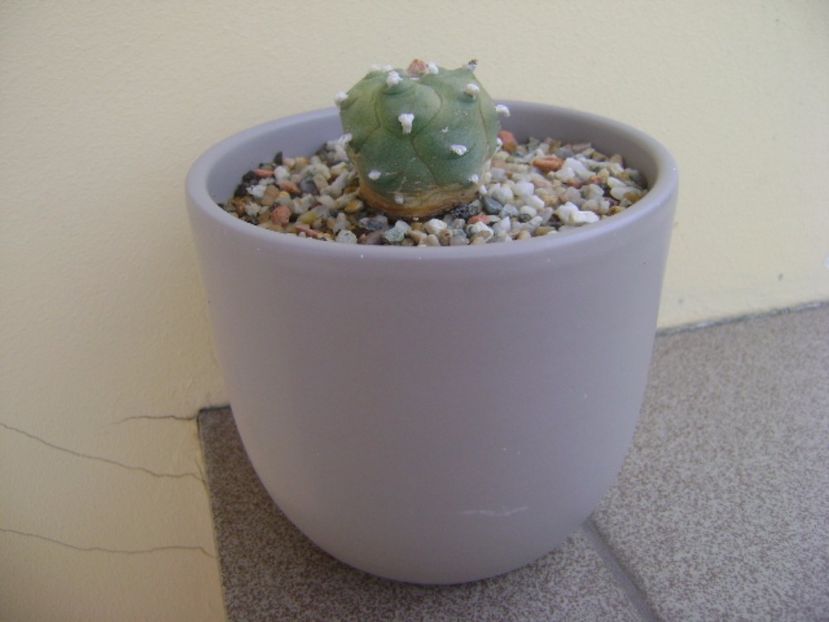 Lophophora williamsii v. jourdaniana - Cactusi 2017 continuare