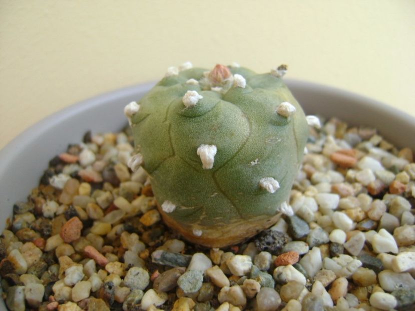 Lophophora williamsii v. jourdaniana - Cactusi 2017 continuare