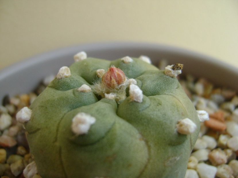 Lophophora williamsii v. jourdaniana - Cactusi 2017 continuare