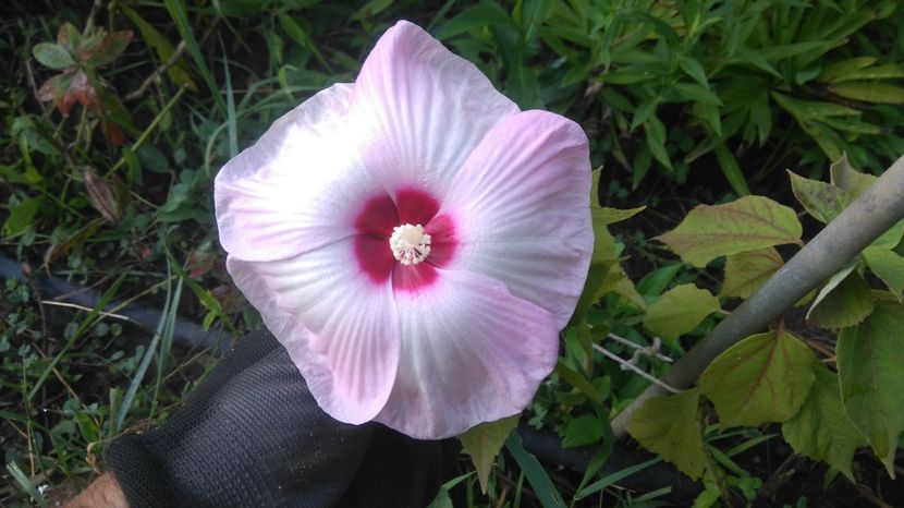 HM Luna - Gradina flori 2017