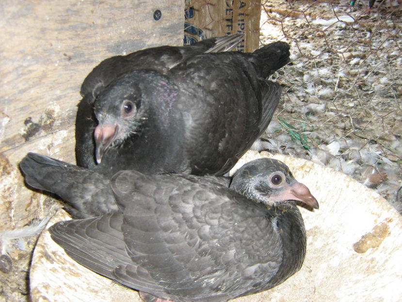 O SA UITI CA AM MINCAT DIN ACEIASI GUSA - PORUMBEI-selectii