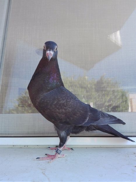 8_3 inel 24 - 2017_Pui