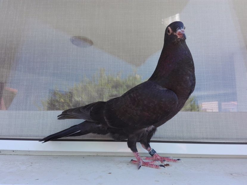 8_3 mascul - 2017_Pui