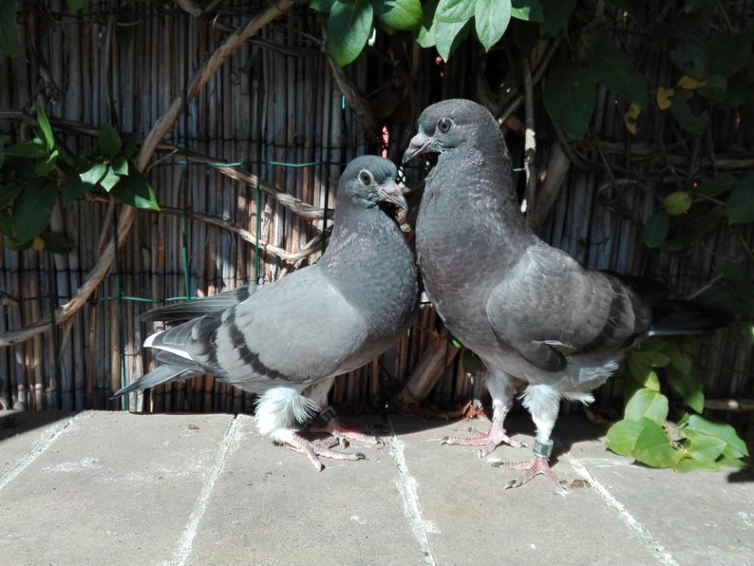 9_1 metisi 75% horseman 25% tippler - 2017_Pui