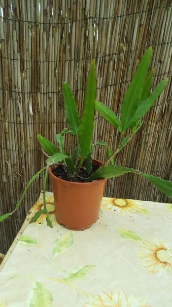 rosu - Cactus Epyphyllum rosu si alb